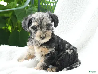 Yorkiepoo dogs for sale: Malani - Ad 2