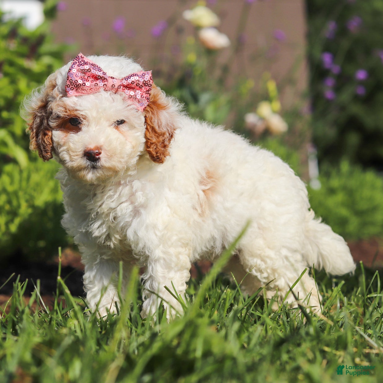 Miniature Poodle dogs Sabrina - Ad 1