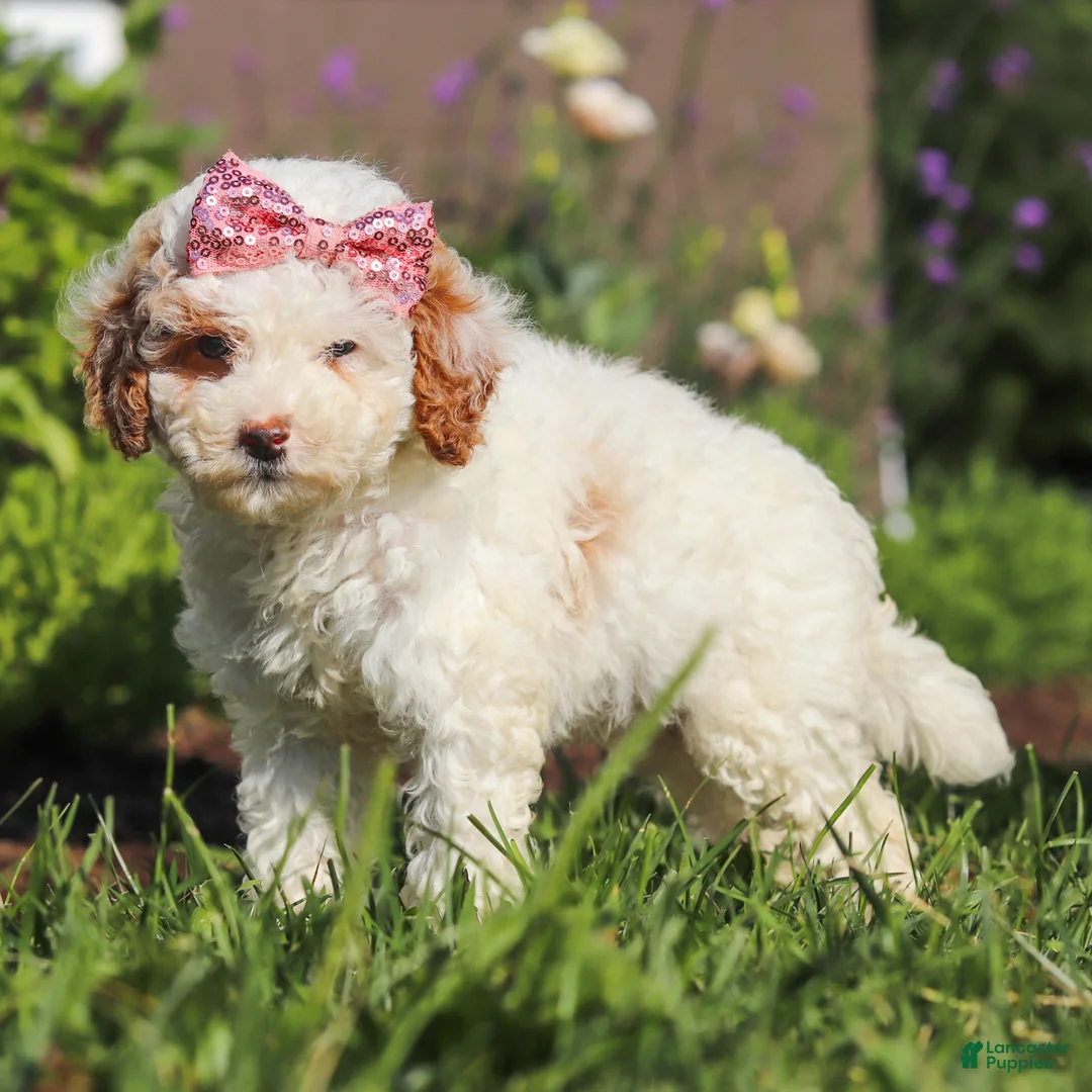 Miniature Poodle dogs for sale: Sabrina - Ad 1