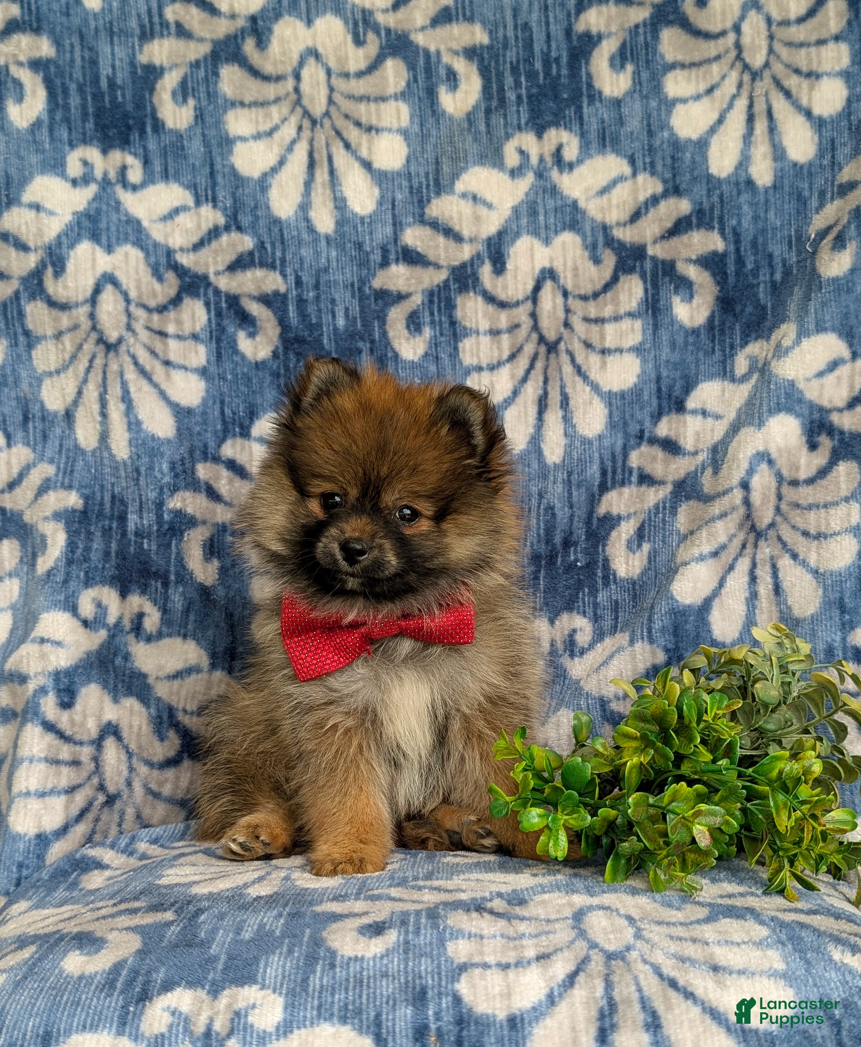 Pomeranian dogs Marco - Ad 1