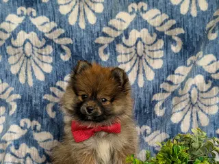 Pomeranian dogs for sale: Marco - Ad 1