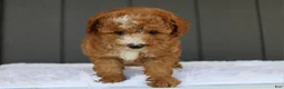 Miniature Poodle dogs for sale: AKC Blaze - Ad 5