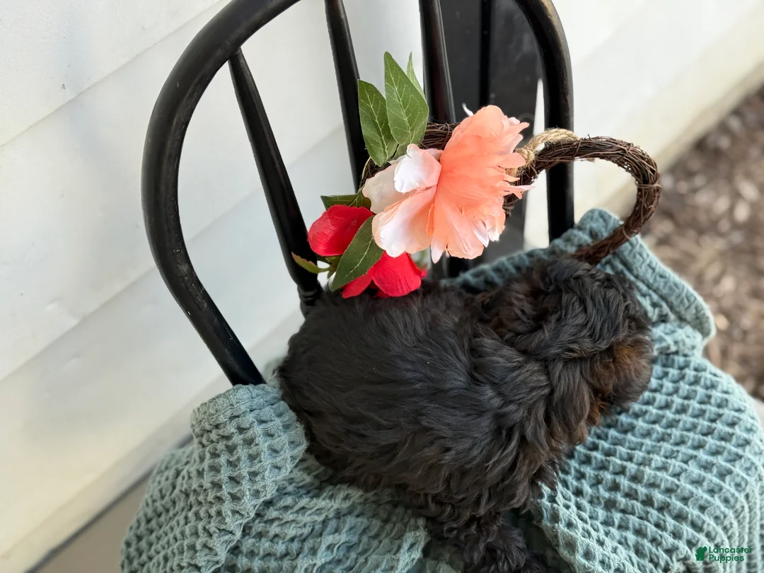 Shihpoo dogs for sale: Greta - Ad 5