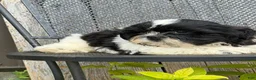 Shih Tzu dogs for sale: Shane Shih Tzu  - Ad 8