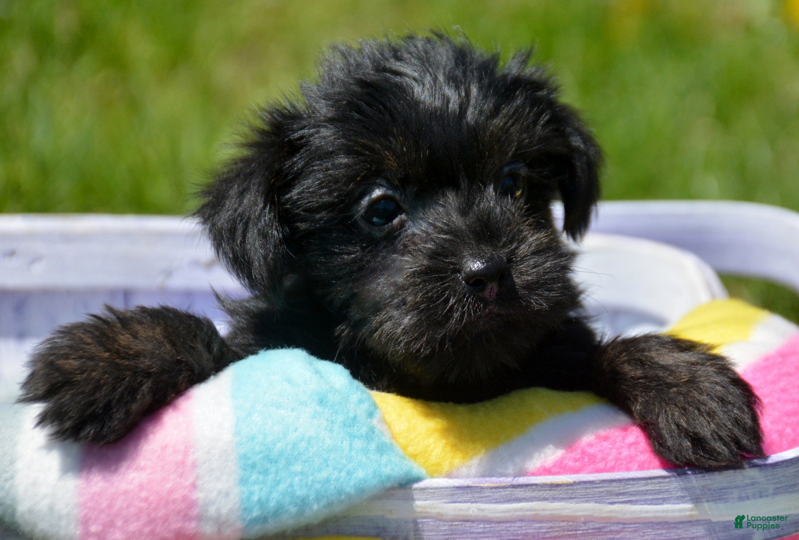 Yorkiepoo dogs Yorkiepoo Penny - Ad 23