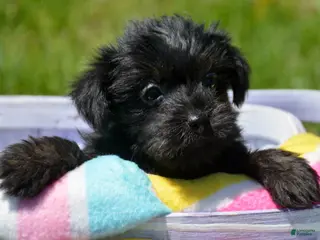 Yorkiepoo dogs Yorkiepoo Penny - Ad 23