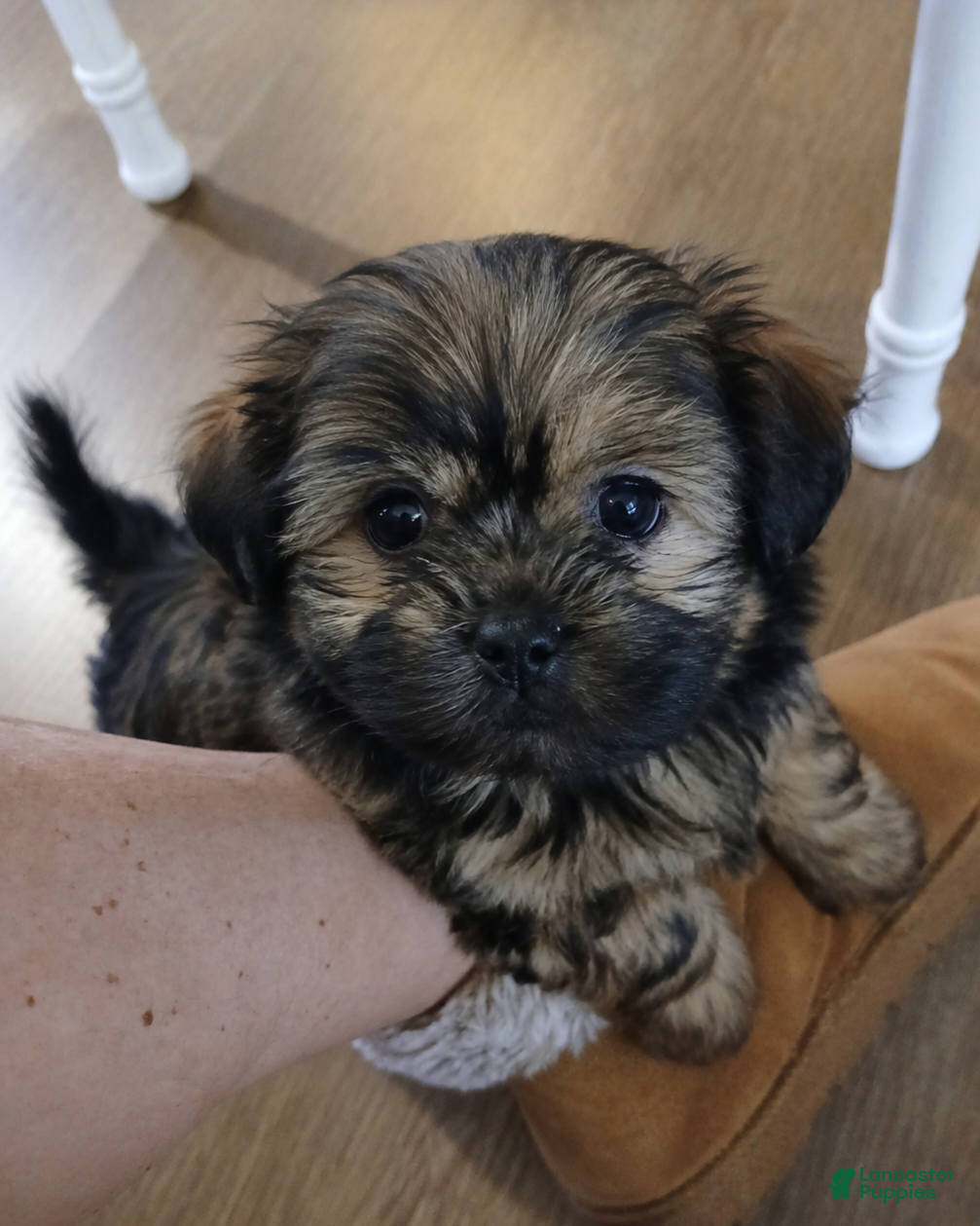 Shorkie dogs Bruster - Ad 27