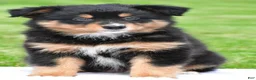 Australian Shepherd dogs for sale: Becka - Ad 1