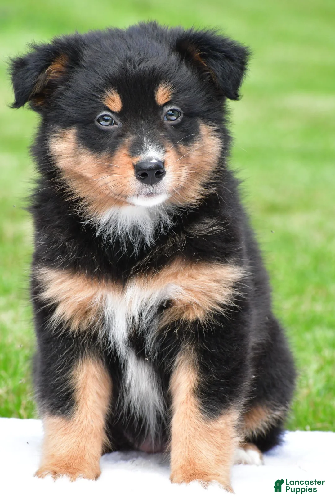 Australian Shepherd dogs for sale: Becka - Ad 1