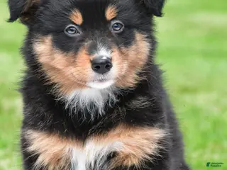 Australian Shepherd dogs for sale: Becka - Ad 1