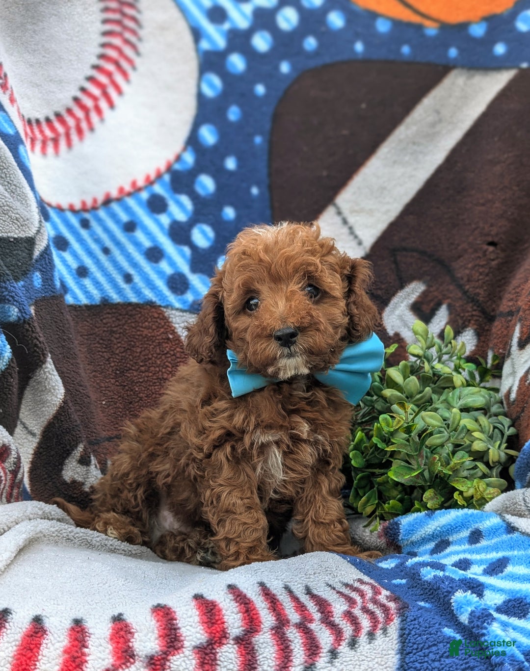 Cockapoo dogs for sale: Moore Hypoallergenic - Ad 20