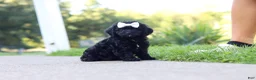 Cavapoo dogs for sale: Juniper - Ad 5