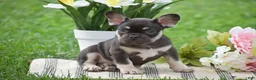 French Bulldog dogs for sale: Veronica - Ad 7