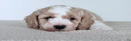 Mini Goldendoodle dogs for sale: Cash-mini  - Ad 5