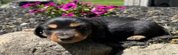 Miniature Dachshund dogs for sale: Jax - Ad 1