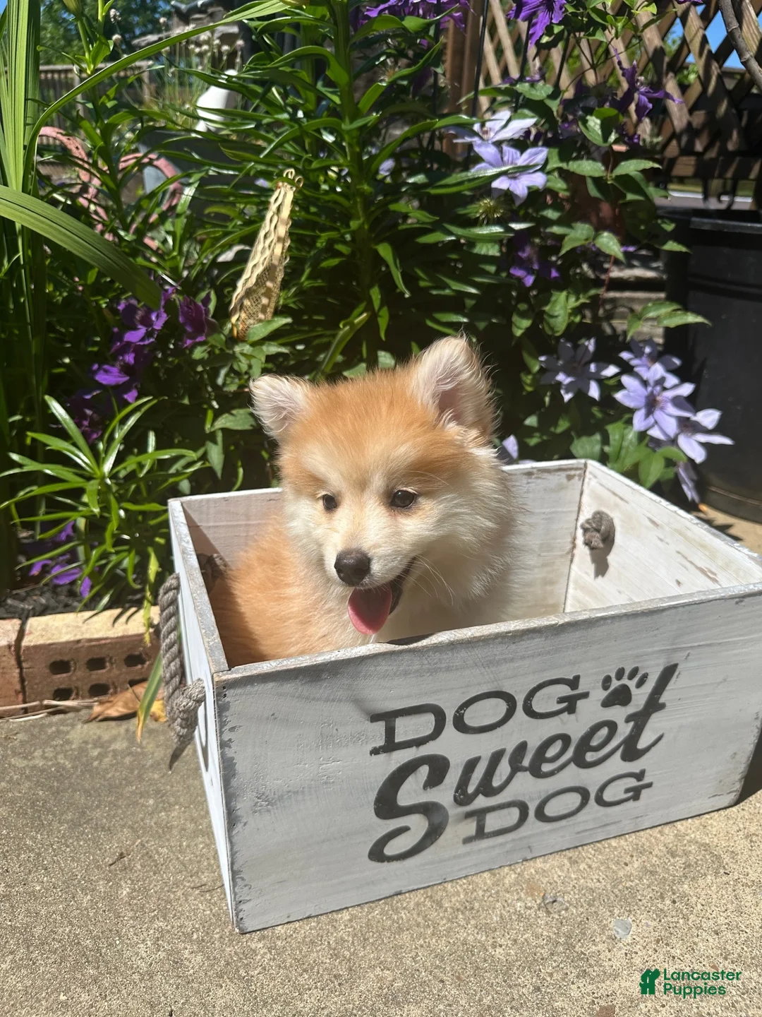 Pomsky dogs for sale: Ryder - Ad 9