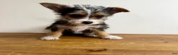 Chorkie dogs for sale: Sable  - Ad 2