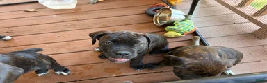 Cane Corso 3