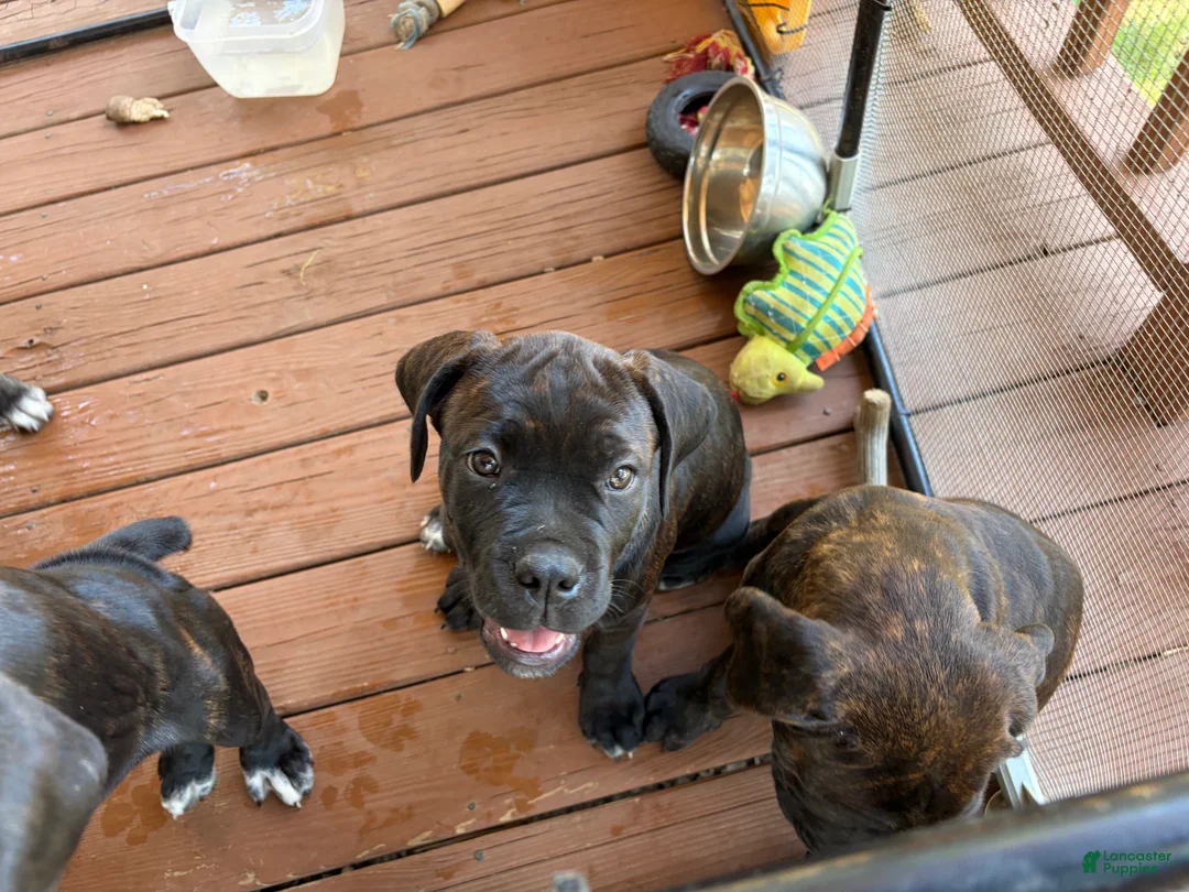Cane Corso dogs for sale: Cane Corso 3 - Ad 1