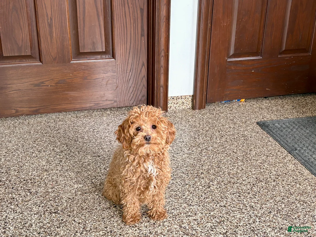 Maltipoo dogs for sale: Sherry - Ad 1