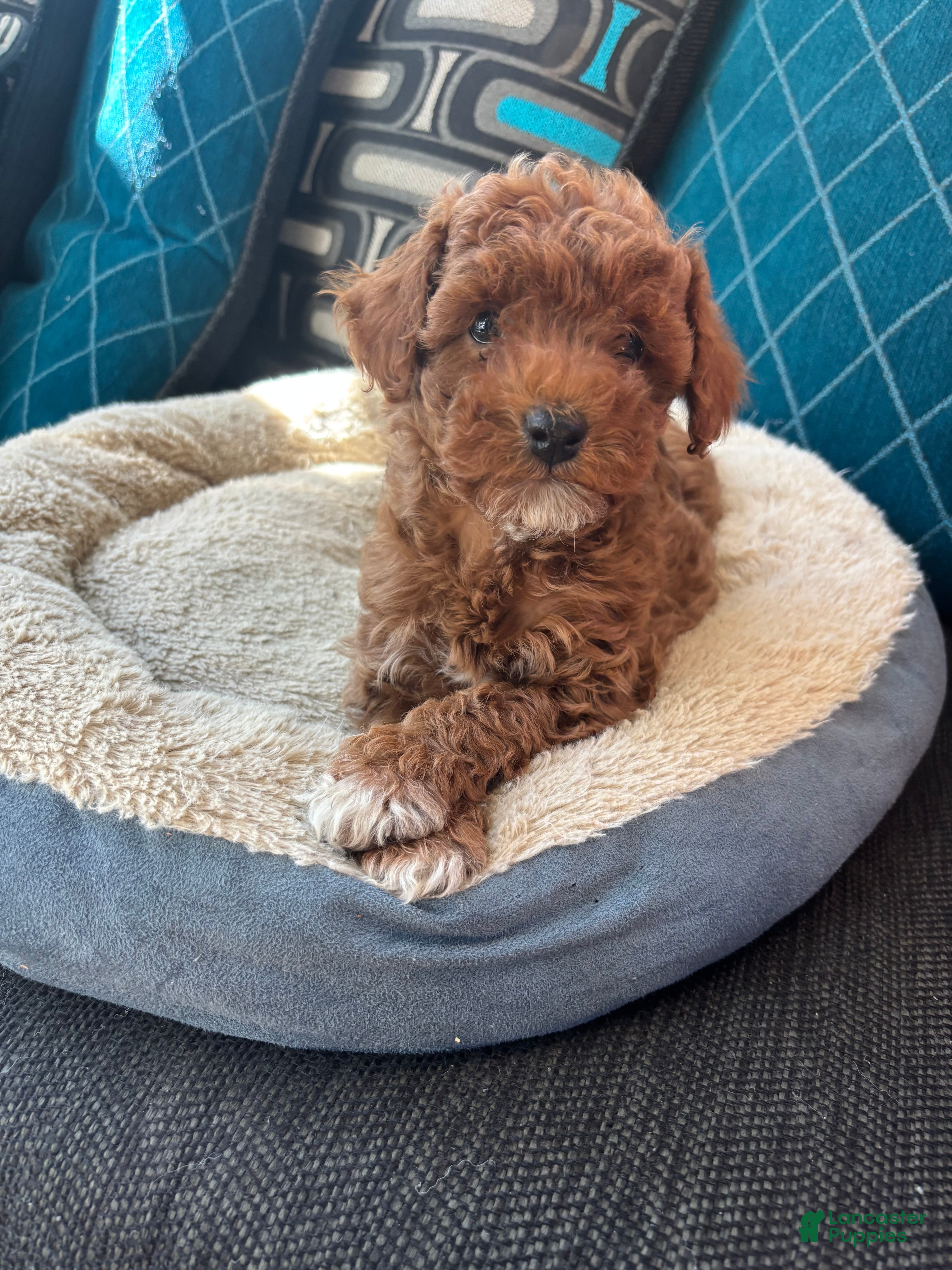 Miniature Poodle dogs for sale: Stella - Ad 22