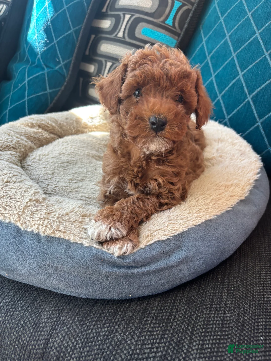 Miniature Poodle dogs for sale: Stella - Ad 1