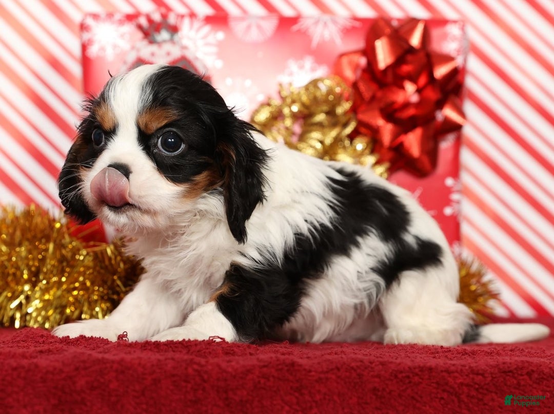 Cavalier King Charles Spaniel dogs for sale: Benji - Ad 5