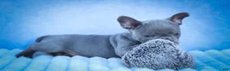 Frenchton dogs for sale: Quinn - Ad 24