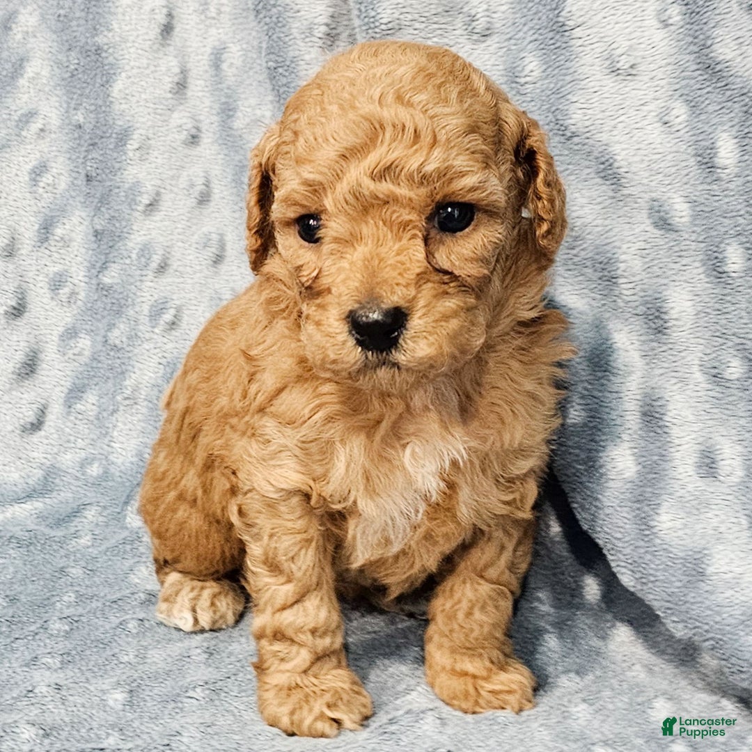 Standard Poodle dogs for sale: Clover - Ad 2