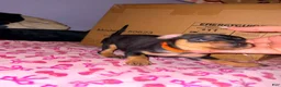 Miniature Pinscher dogs for sale: Luke - Ad 23