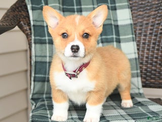 Welsh Corgi Pembroke dogs Ginger - Ad 38