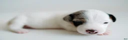 Jack Russell Terrier dogs for sale: Jack Russell Terrier 4 - Ad 4