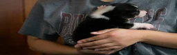 Welsh Corgi Pembroke dogs for sale: Ivy - Ad 4