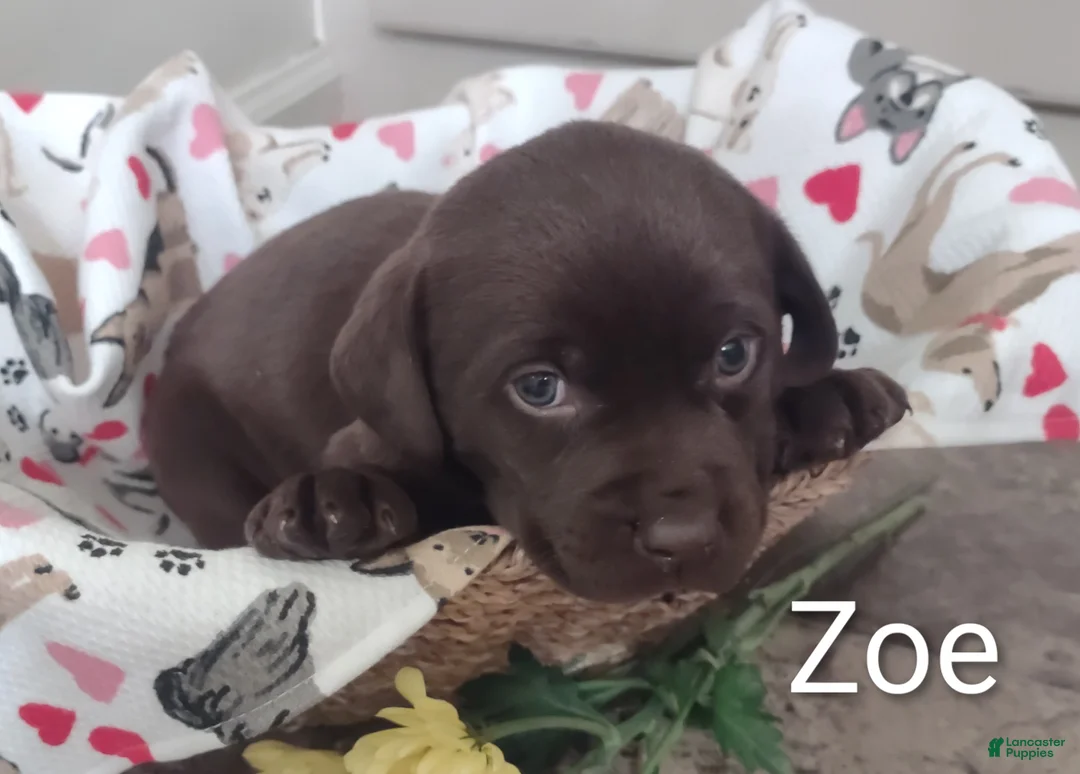 Labrador Retriever dogs for sale: Zoe - Ad 1