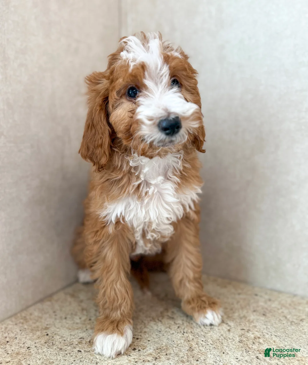 Goldendoodle dogs for sale: Whobris  - Ad 3