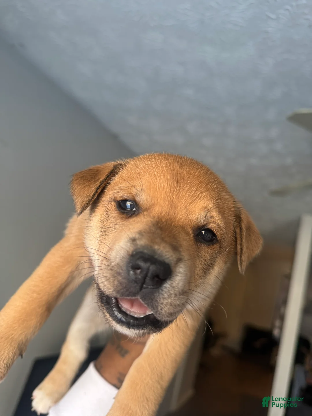 Mixed Breed dogs for sale: Shay - Ad 1