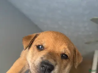 Mixed Breed dogs Shay - Ad 34