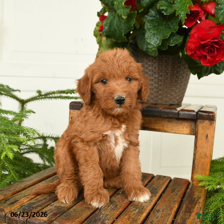 Mini Goldendoodle dogs Tom - Ad 1