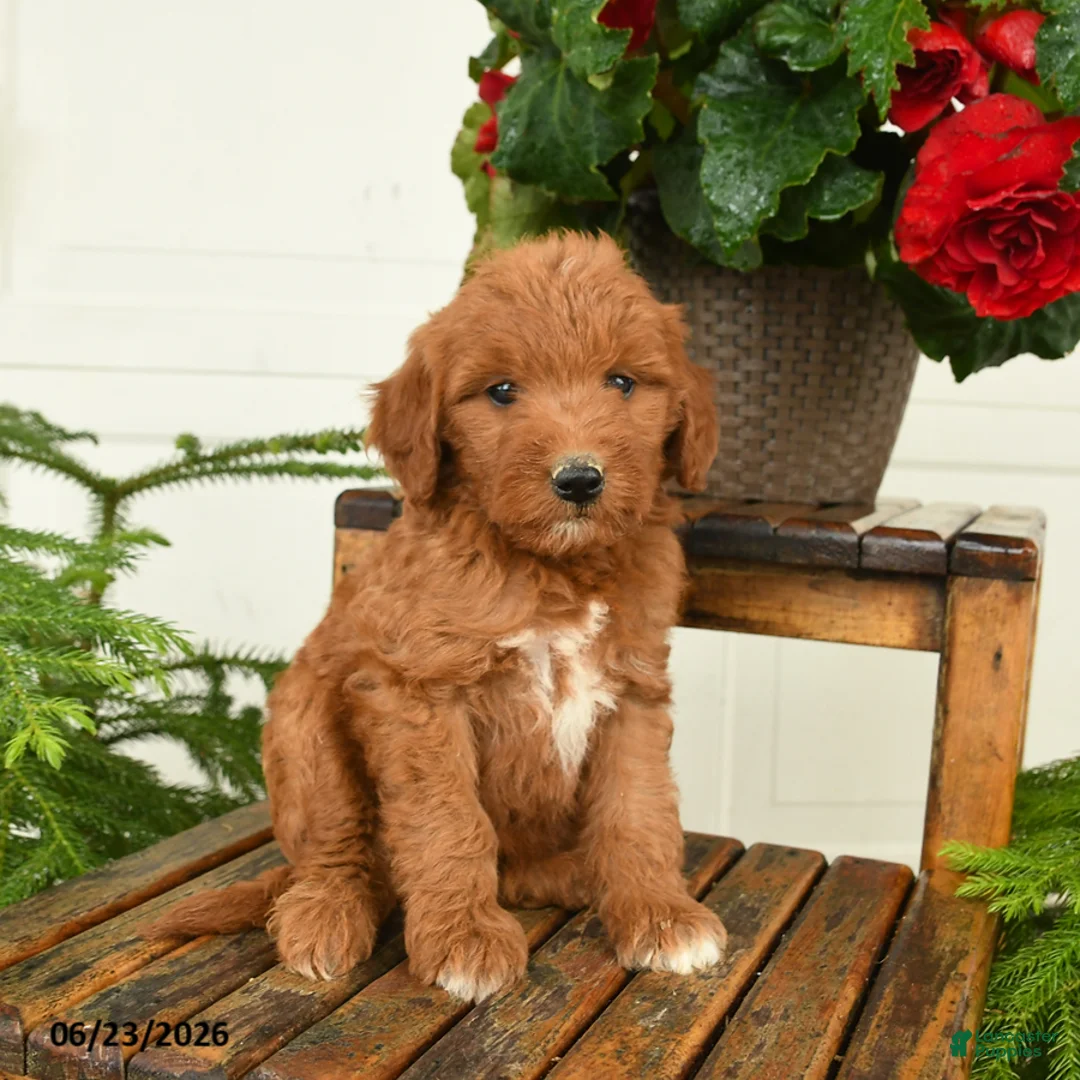 Mini Goldendoodle dogs for sale: Tom - Ad 1