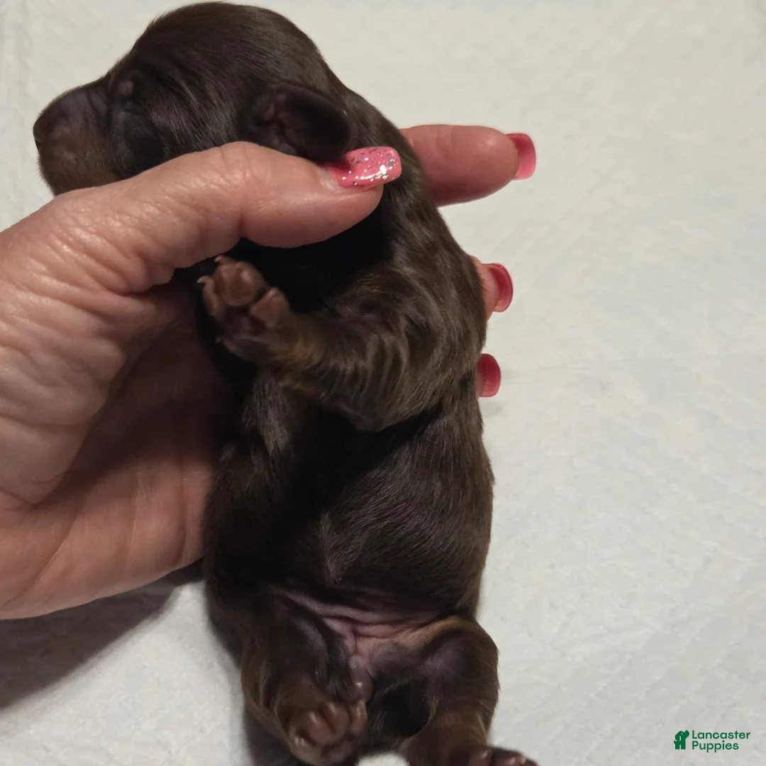 Miniature Dachshund dogs for sale: Miniature Dachshund Solid Puppy 4 - Ad 4