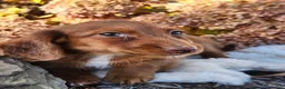 Miniature Dachshund dogs for sale: Rusty  - Ad 14