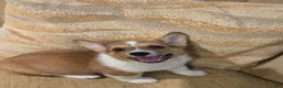 Welsh Corgi Pembroke dogs for sale: Welsh Corgi Pembroke 1 - Ad 4