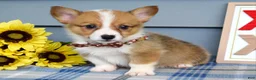 Welsh Corgi Pembroke dogs for sale: Wyatt - Ad 3