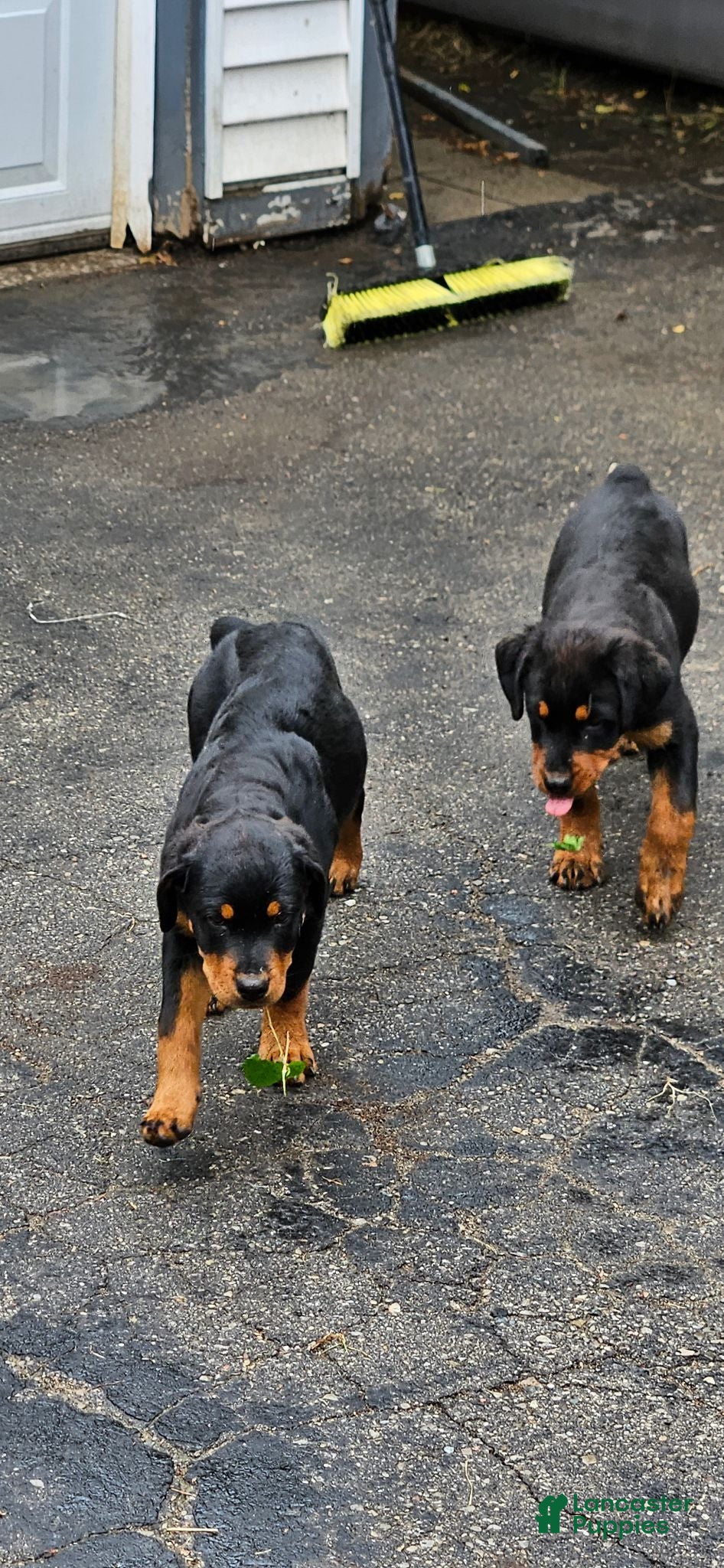 Rottweiler dogs Missy - Ad 1