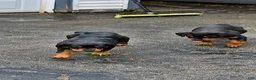 Rottweiler dogs for sale: Missy - Ad 1