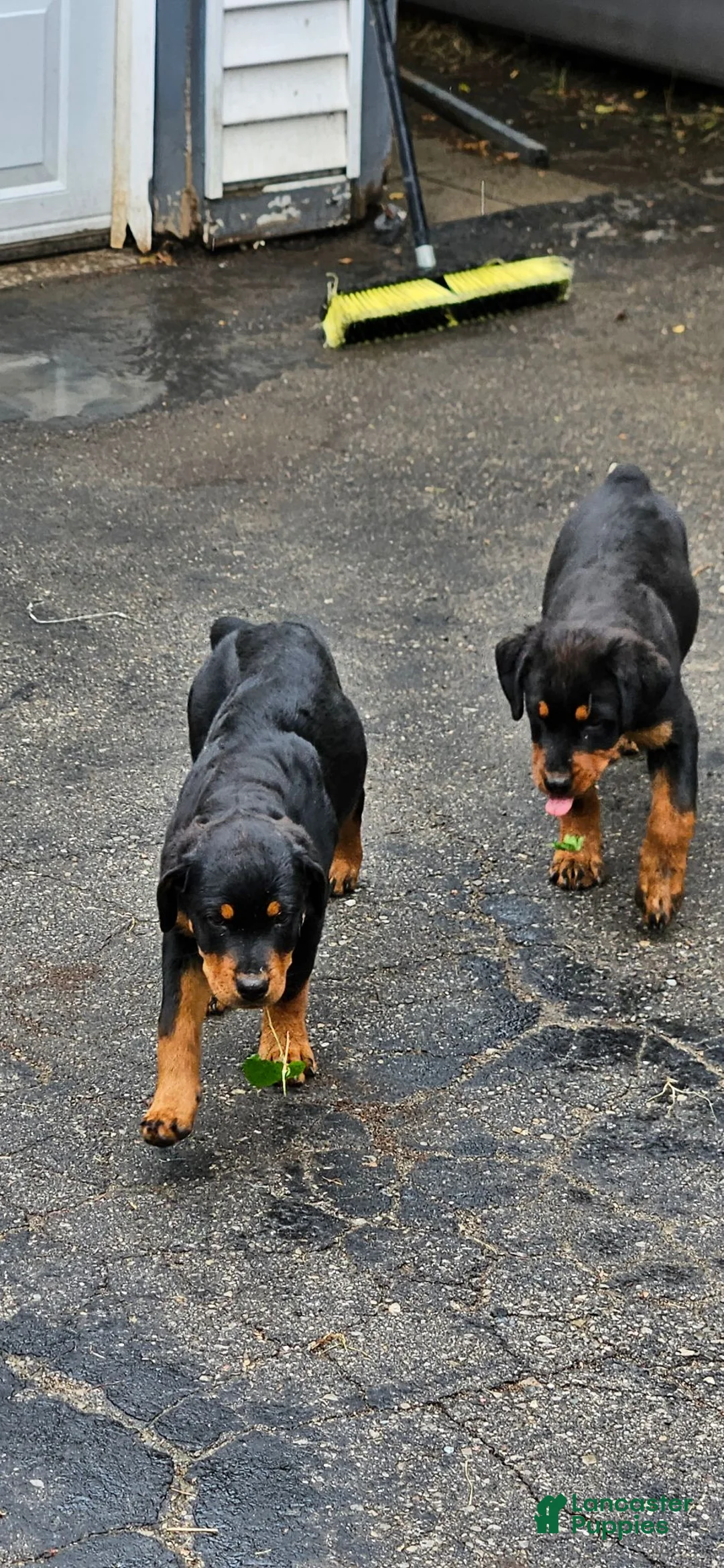 Rottweiler dogs for sale: Missy - Ad 1
