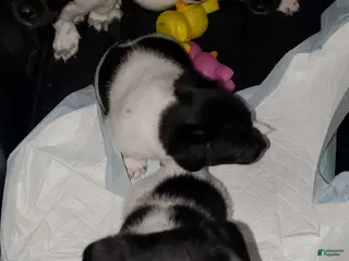 Chipoo dogs Chipoo Puppy 3 - Ad 6