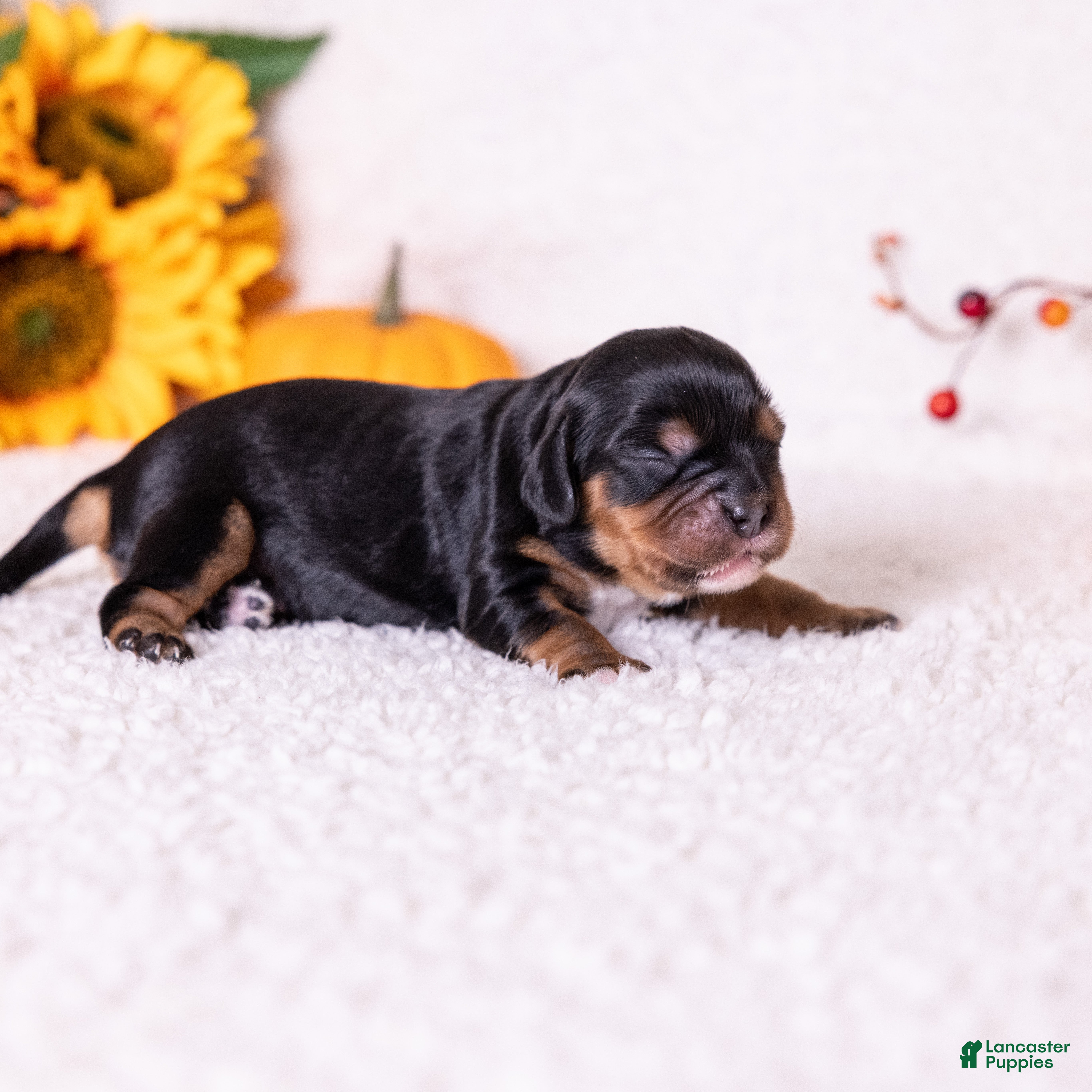 Cavalier King Charles Spaniel dogs Selah - Ad 1