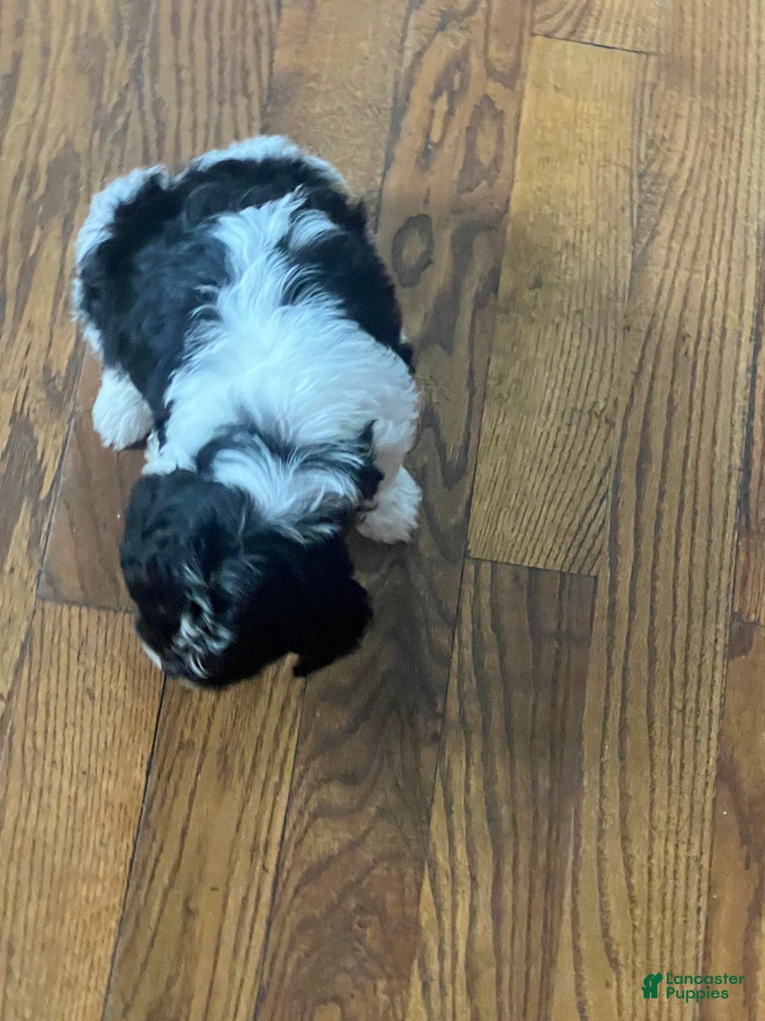 Cavapoo dogs for sale: Luke cavapoo - Ad 7