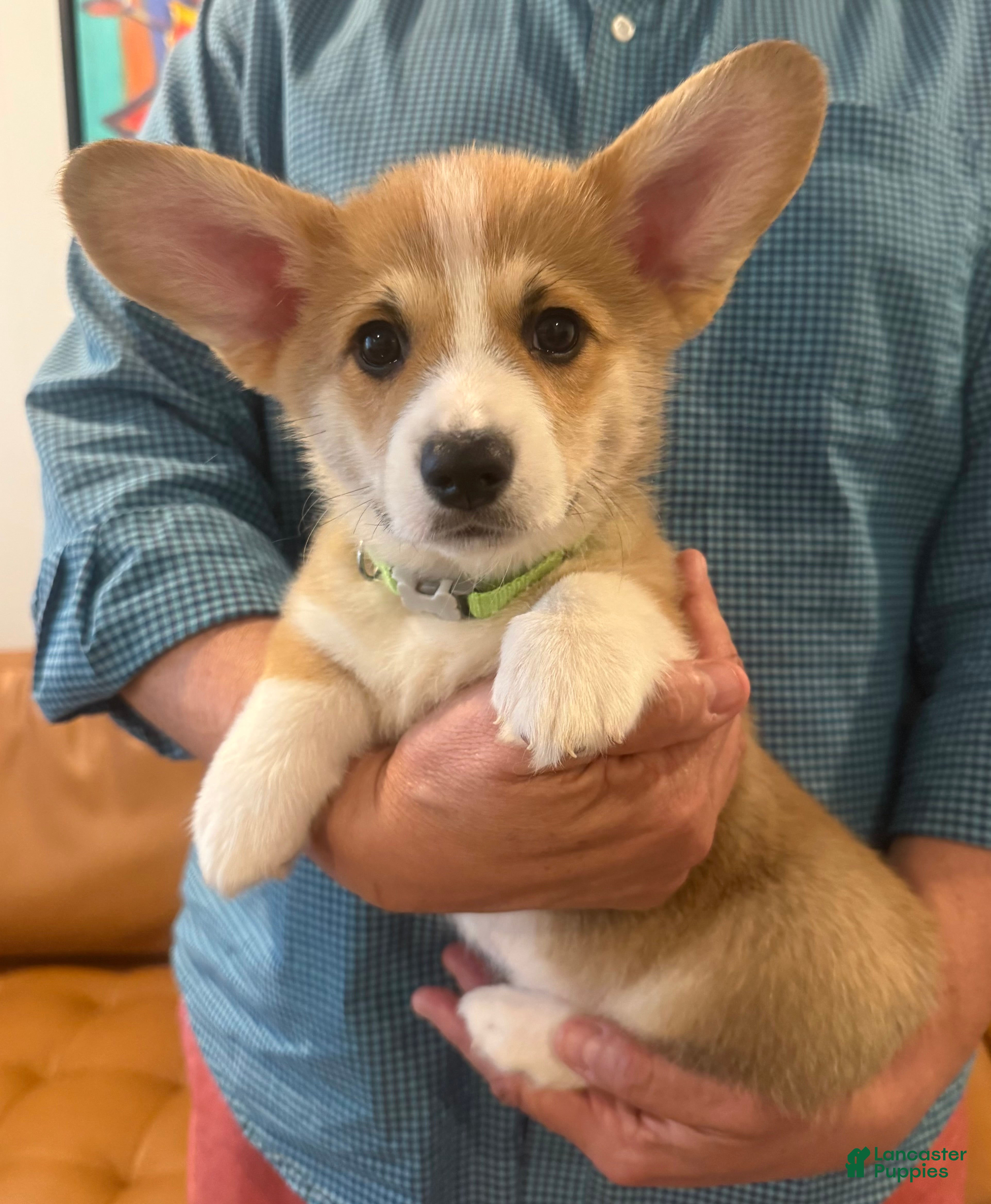 Welsh Corgi Pembroke dogs Luca (Green Collar) - Ad 2